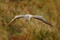 Terej australsky - Sula serrator - Australian Gannet - takapu 2093